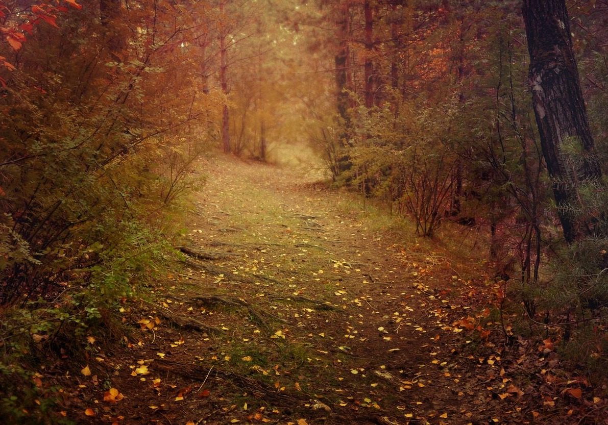 dusk in an autumnal woodland walk.